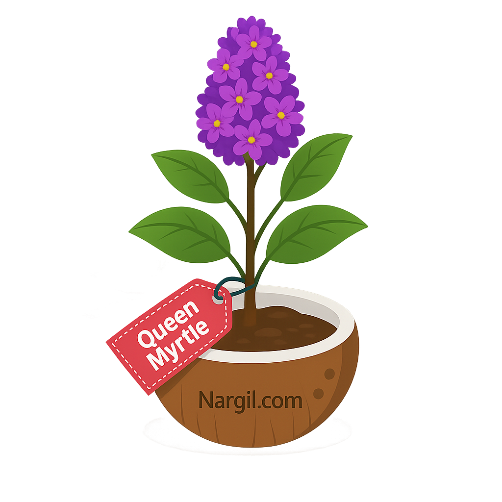  Nargil - Queen Crape Myrtle